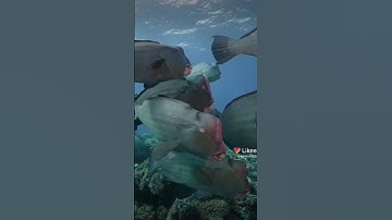سوره الهاكم التكاثر