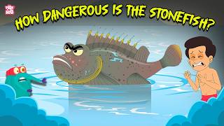 deadliest fish what happens if you step on a stonefish painful stonefish sting dr binocs