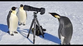 Best Funny Penguin Compilation | TRY NOT TO LAUGH