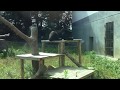 ツキノワグマのアイルちゃん（豊橋総合動植物公園／のんほいパーク） 2017年8月5日