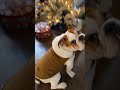 Uglys not a word for this puppy #englishbulldog #bulldog