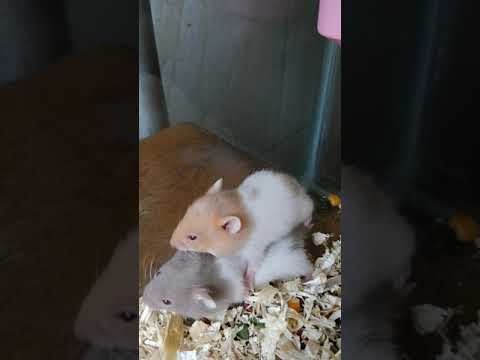 Video: Jinsi Ya Kuamua Umri Wa Hamster