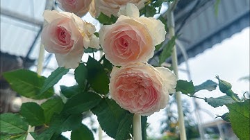 DE JUISTE GROEP VAN ROZENBOMEN