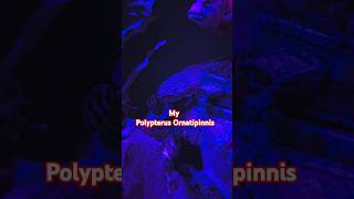 Polypterus Ornatipinnis