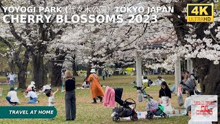 4k hdr Japan cherry blossoms 2023 | Walk in Yoyogi Park (代々木公園）Tokyo |The best sakura viewing spots.