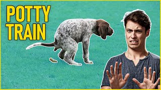 How to Potty Train Your Pointer Dog?