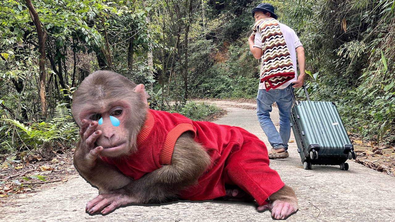 Monkey Max cry worriedly running to find dad when...😢😢😢!