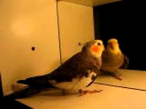 Video: Goffin's Cockatoo