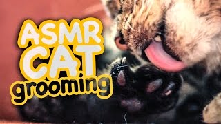 ASMR Cat - Grooming #42 by CatCloseUps 127,959 views 7 years ago 5 minutes, 44 seconds