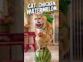 A Cat, a Chicken, and a Watermelon… What! #exlittlebeans #funnyvideo #funnycats
