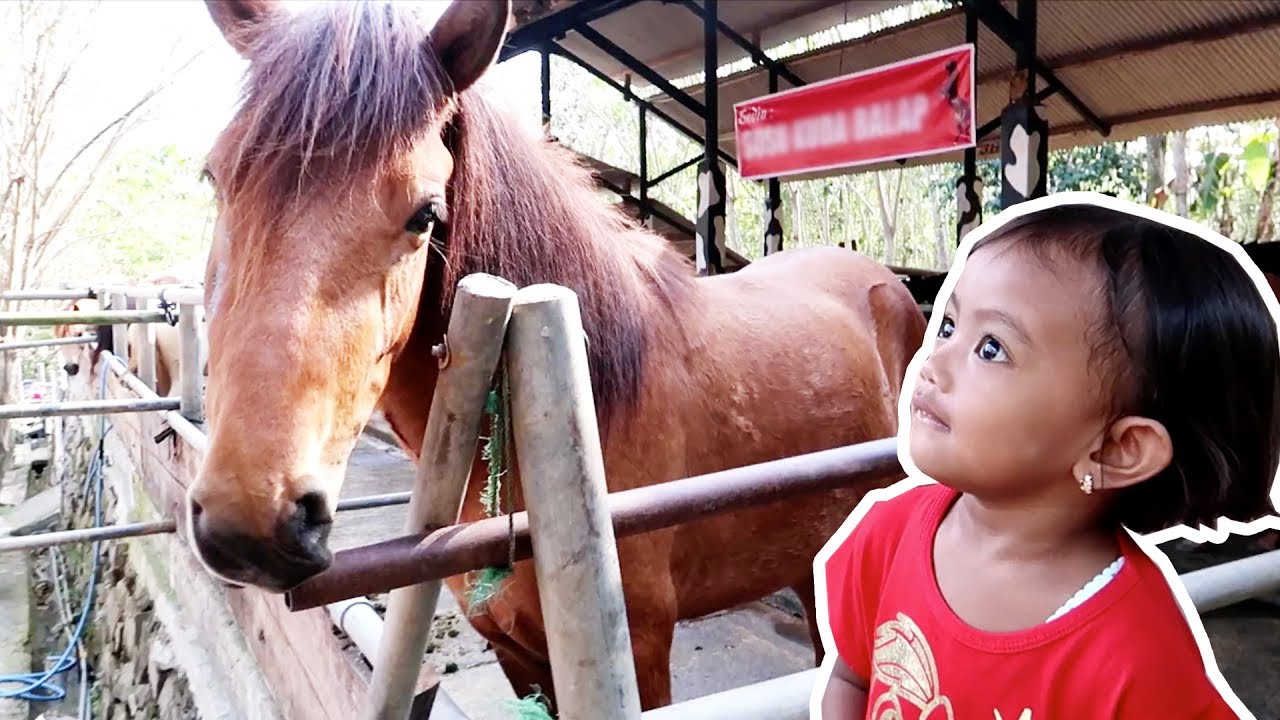  Kuda  Poni  Memberi Makan Kuda  YouTube