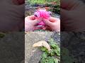 Learn Bug Insect Names for Kids at the Woodland Stream: Slug Fly Caterpillar Rhino Beetle Centipede