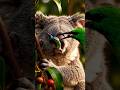A cute koala is being helped by beautiful sparrow #wildlife #sparrow #animals