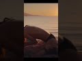 Tuba Büyüküstün Ve Murat Boz Un Zeytin Ağacındaki Çok Konuşulan Kumsal Sahnesi Shorts