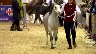 Merlod Mynydd Cymreig - Ebolion | Welsh Mountain Ponies - Foals