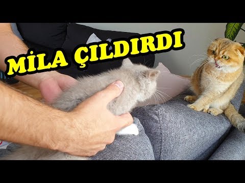 Video: Pişiyinizdə Yaşayan Mikroblar