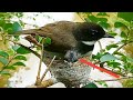 Malaysian pied fantail Birds|Two chicks wait for their parents to provide food#5 [Review Bird Nest]