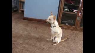 Chihuahua singing