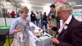 Все о породах котов c Animal Planet Все о породах котов c Animal Planet
