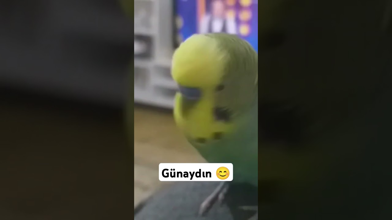 Günaydın 😊 #birds #muhabbetkusu #muhabbetkuşu #muhabbetkuslari #parrot #kuslar #budgey