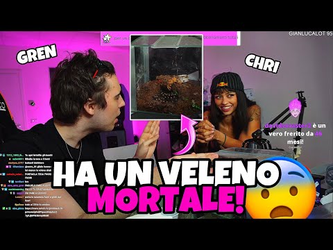 GRENBAUD E CHRISTINA BERTEVELLO *RISCHIANO MOLTO* CON LA TARANTOLA!!🔥🎪