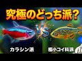 【きのこたけのこ論争】カラシン派vs極小コイ科！水槽を彩る究極の選択はどっち？【淡水魚 アクアリウム】