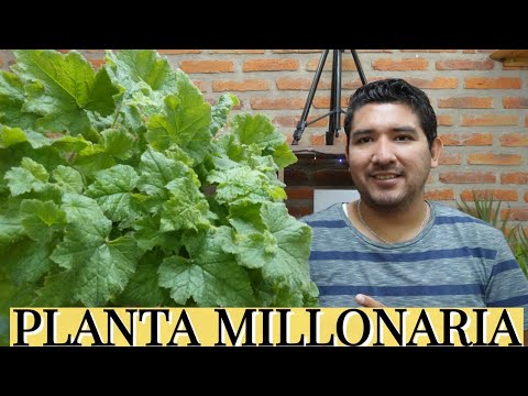 Video: Problemas de la planta Ageratum: Solución de problemas comunes de Ageratum