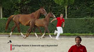 Exodus AEG Z (Ermitage Kalone X Emerald van't Ruytershof).