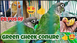 #green cheek conure Ganda talaga #bocaue petmarket#part2