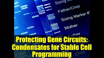 Protecting Gene Circuits: Condensates for Stable Cell Programming