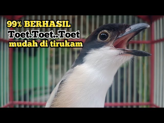 Suara Pancingan Cendet Gacor Toet Toet Mudah Di Tirukan.Banyak Cendet Yg Sudah Bunyi Dengr Suara ini class=