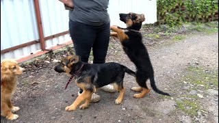 First meeting with Alma and Gerda. German Shepherd puppies 3.5 months old. Odessa. by МИЛЫЕ ПИТОМЦЫ CUTE PETS 1,170 views 2 weeks ago 3 minutes, 59 seconds