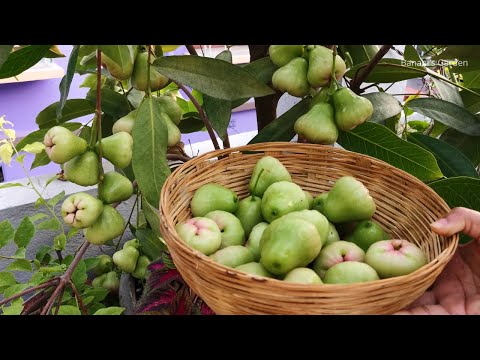 Water Apple/Java Apple Plant | How to Grow in Container and Take Care | Get lot of Fruits