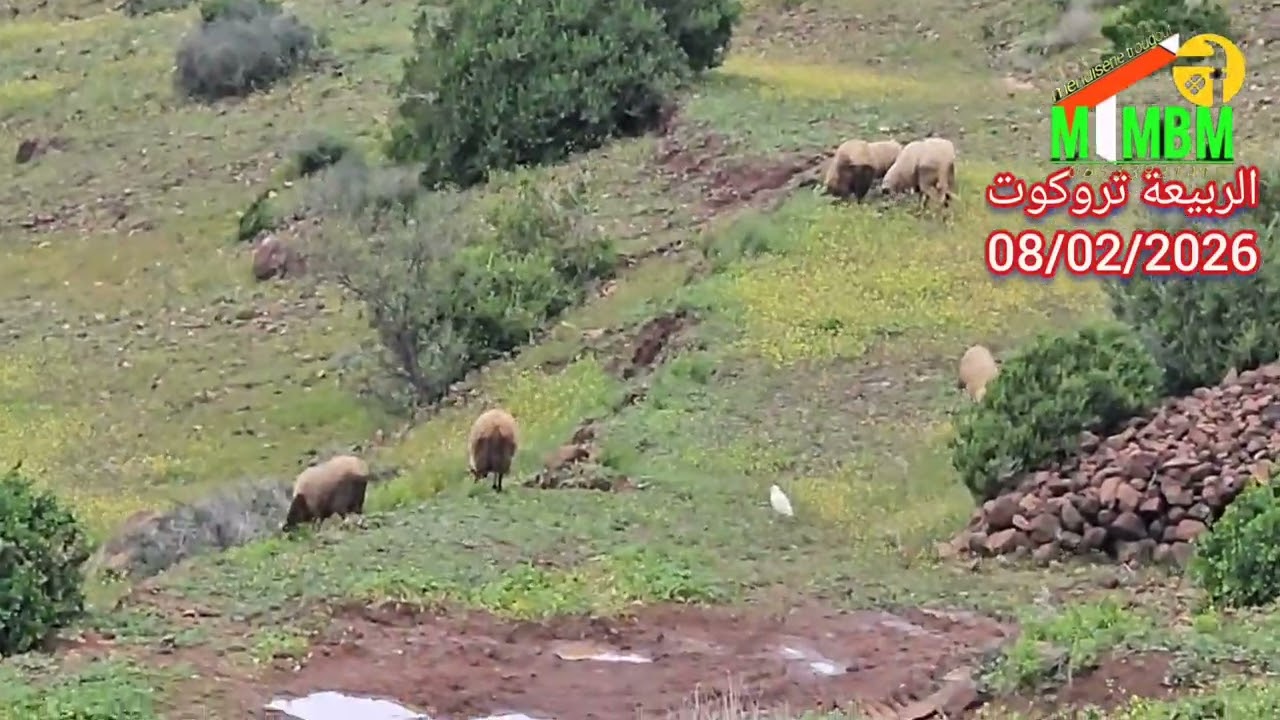 الربيعة تروكوت 