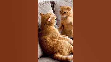 ŞefPatiko: Kimlerin İç Sesi? 😁 | elfmikrofonu #funny  #cat #keşfetedüş  #cute