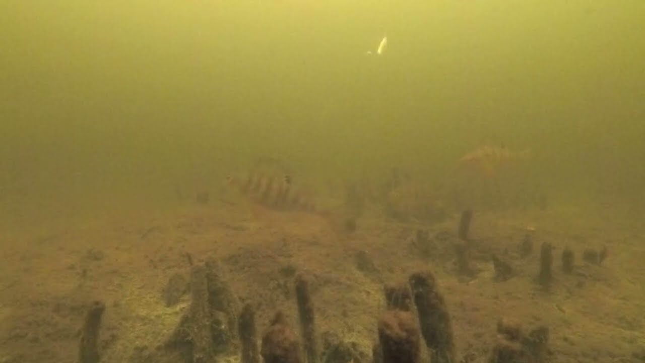 Պերկես. Ստորջրյա Նկարահանումներ, Զանգակատուն, Հայաստան / Подводные Съемки Окуня, Зангакатун, Армения