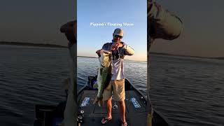 Big Bass on a Spinning Rod and Ned Rig #fishing #bassfishing #cpflures