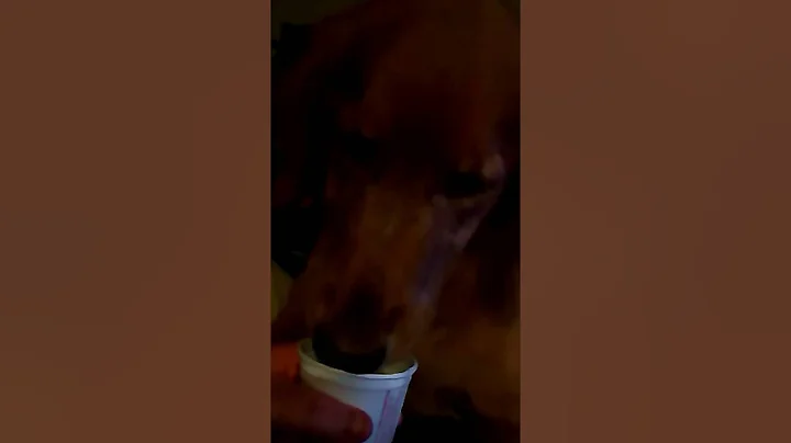 Sadie girl love ice cream