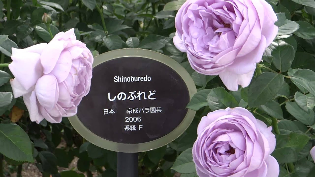 しのぶれど というバラ Japanese Rose Called Shinoburedo Youtube