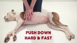 Unconscious Dog | How to Help  First Aid for Pets
