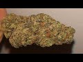 Blue Cookies Strain Review! Grow Your Own! - YouTube