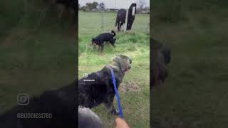 #rottweiler #boogieman #buddy #horse #lifeisbutadream #dogs