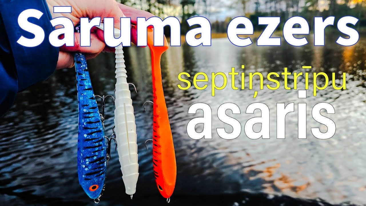 Sāruma ezers. Septiņstrīpu asaris. 