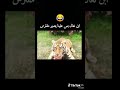 حته النمر زاحف ههههههههههههههههههه