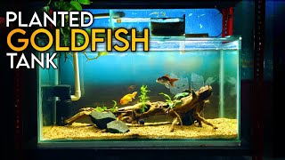 Aquascape Tutorial: PLANTED GOLDFISH Aquarium: (How To: Step By Step Guide) by AQUATIC MEDIA 71,869 views 8 months ago 15 minutes