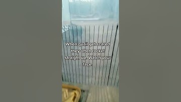 The Dangers of Quail #shorts #farmlife #animals #quail