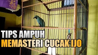 Cara efektif memasteri cucak ijo yang benar biar masuk 100% ( buisnes cars \u0026 investasi )