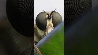 Robber Fly Portrait #macro #macrophoto #macrophotography #robberfly Robber Fly Portrait #macro #macrophoto #macrophotography #robberfly