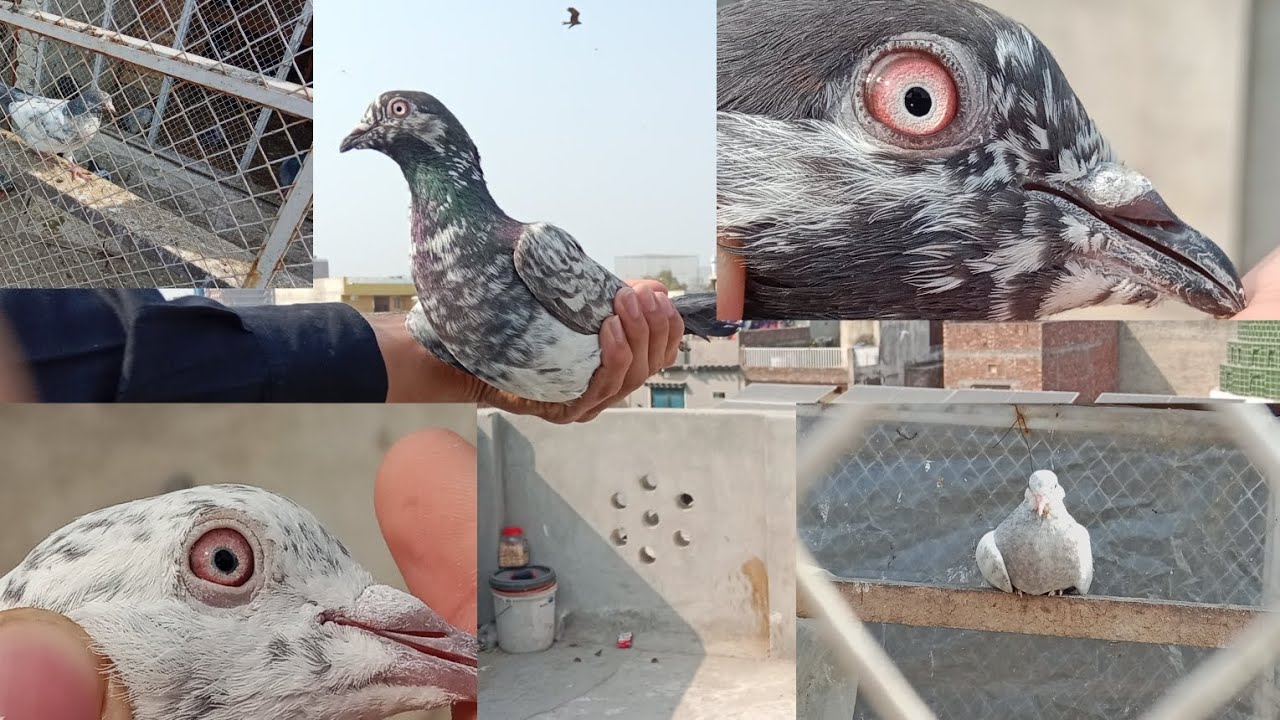 2 kiss ka nayab kubutar pakra 🤟 ak  chhapri kubutar pakra 