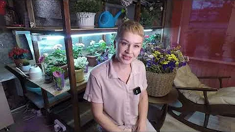 КАКИЕ ЦВЕТЫ ПОСЕЯТЬ В НОЯБРЕ.